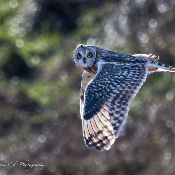 Short Eared Owl