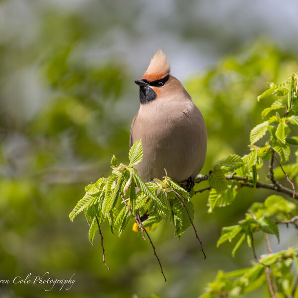 Waxwing in a tree