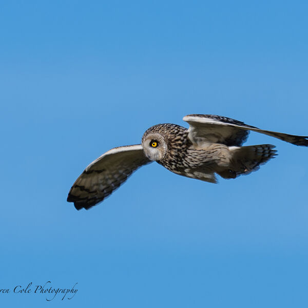 Short Eared Owl