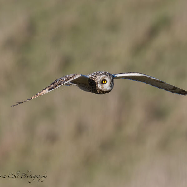 Short Eared Owl in flight