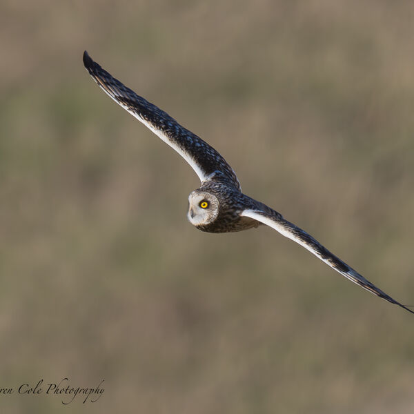 Short Eared Owl gliding over grassland