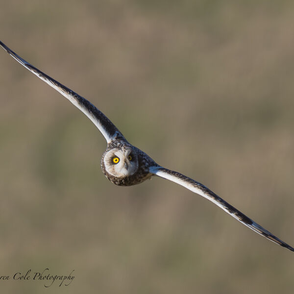 Short Eared Owl in flight - bright yellow eyes looking up