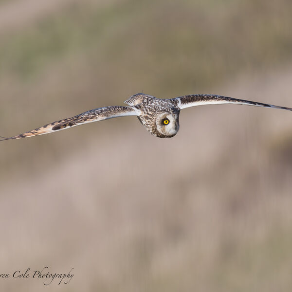 Short Eared Owl in flight