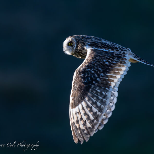 Short Eared Owl backlit