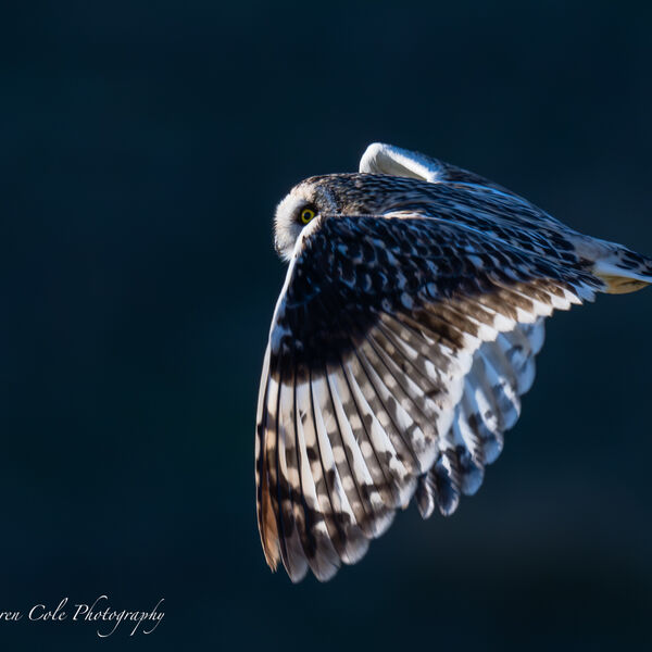 Short Eared Owl