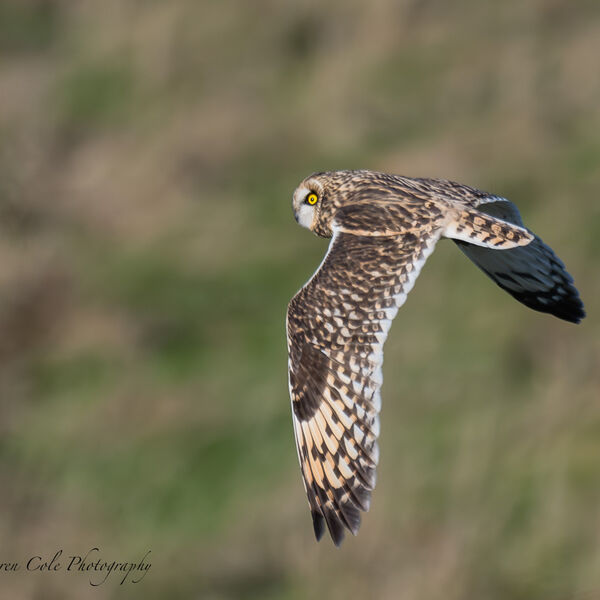 Short Eared Owl in flight