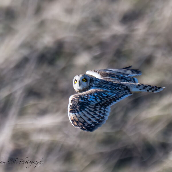 Short Eared Owl