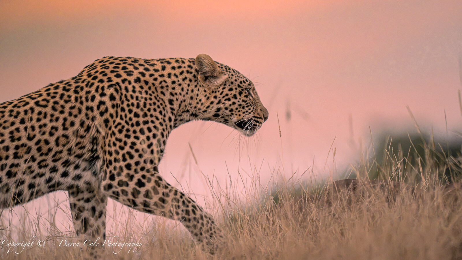 Leopard