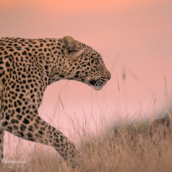 Leopard