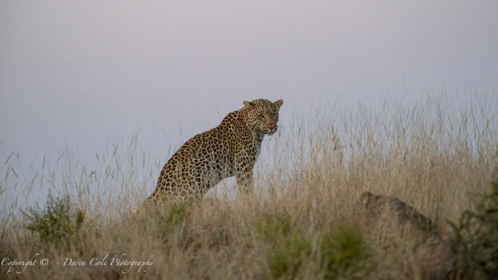 Leopard