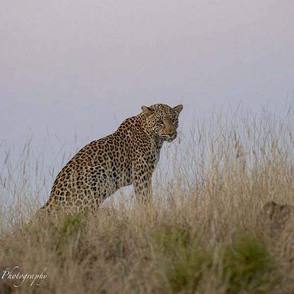 Leopard