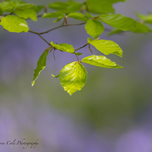 Beech Leaves and Bluebell Bokeh