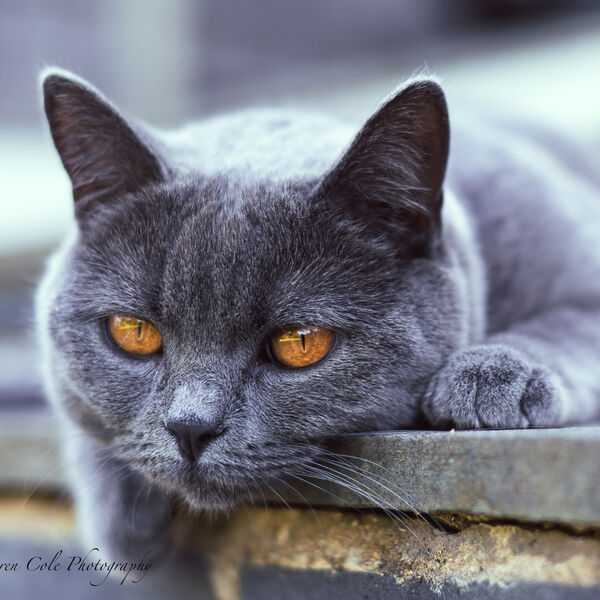 British Blue