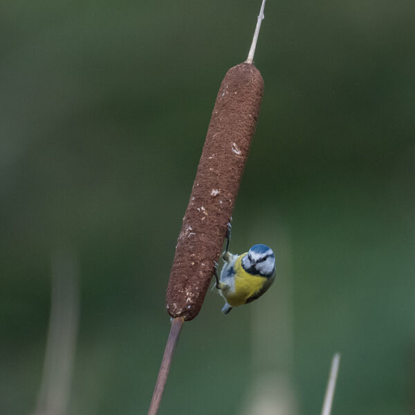 Blue tit on a bullrush