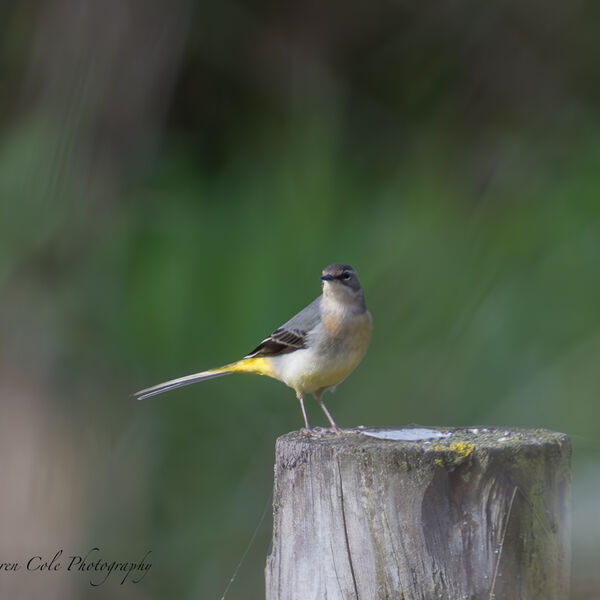 Grey wagtail