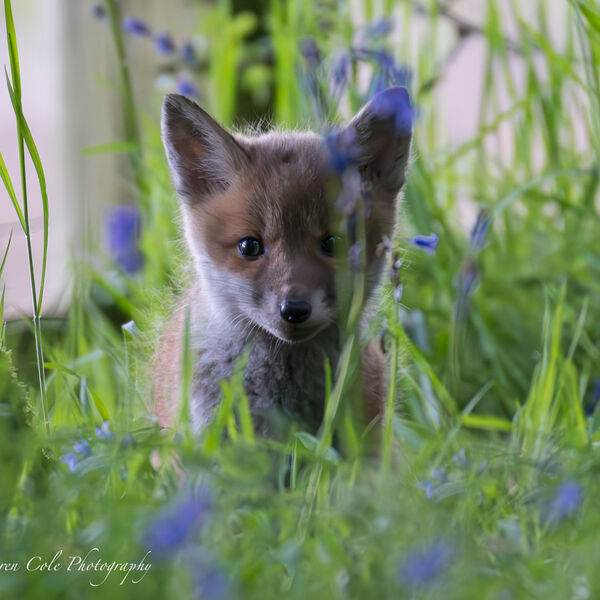 Fox Cub in Blubells