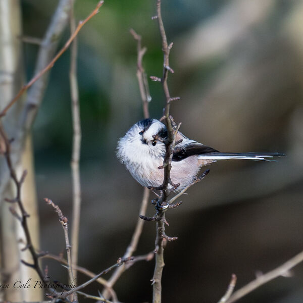 Long tailed Tit