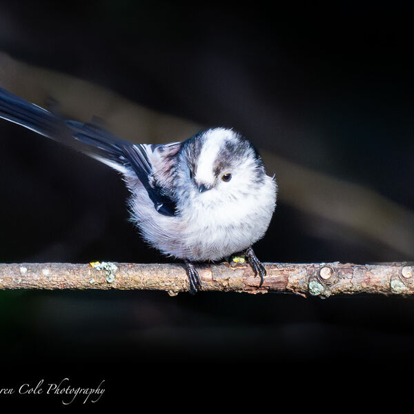 Long tailed Tit