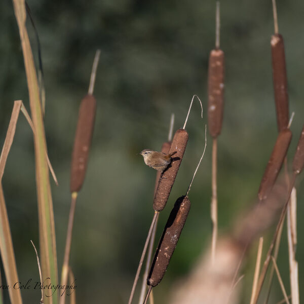 Wren on Bullrush