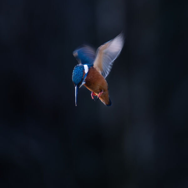 Kingfisher - Hover