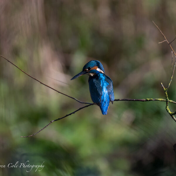 Kingfisher