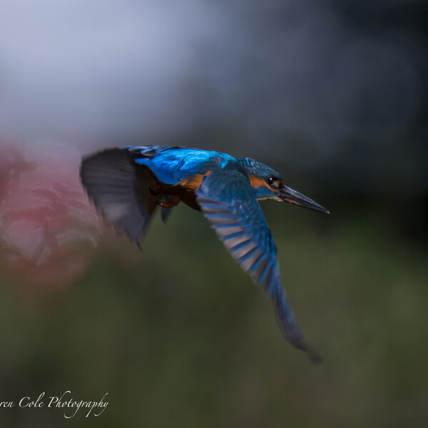 Kingfisher - River patrol