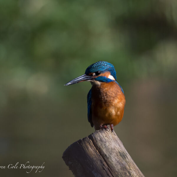 Kingfisher