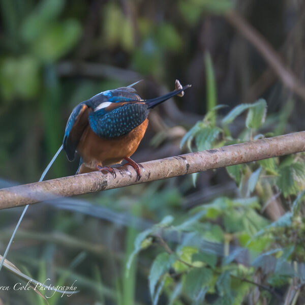 Kingfisher
