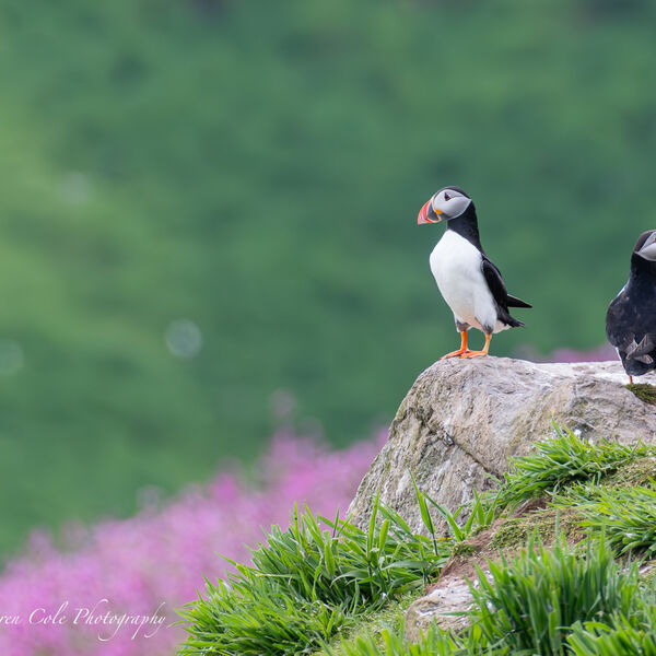 Puffins