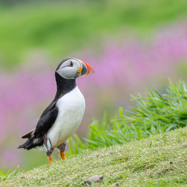 Puffin and Pink