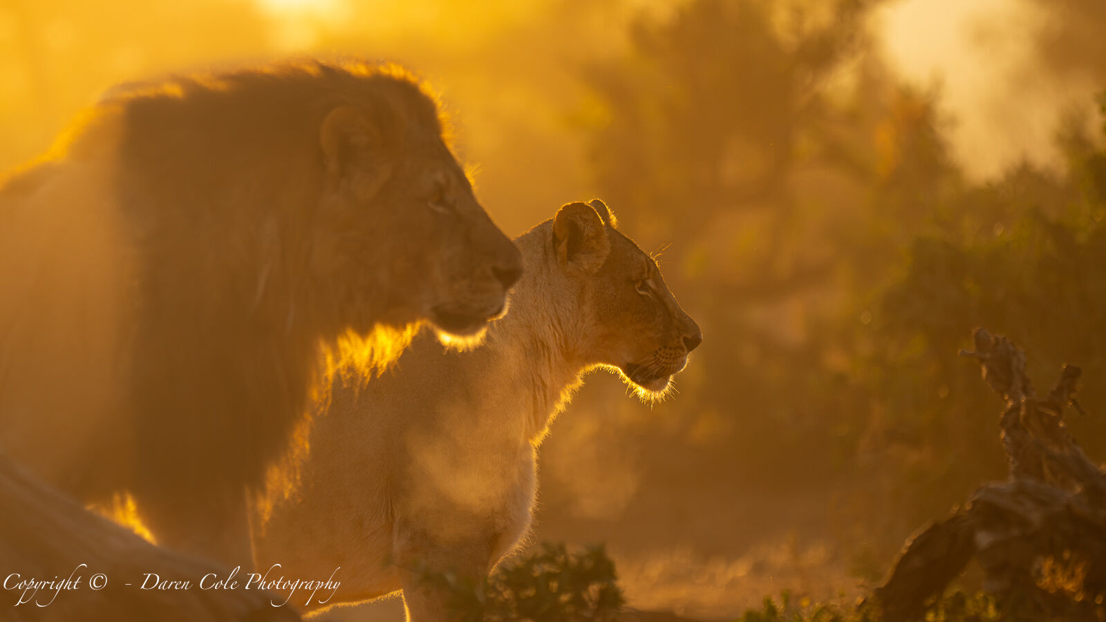 Lion and Lioness in the African morning light