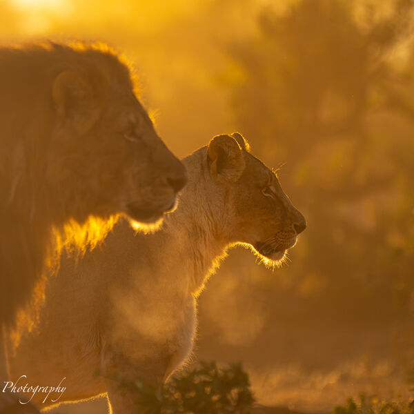 Lion and Lioness in the African morning light