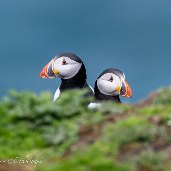 Puffin Lookouts
