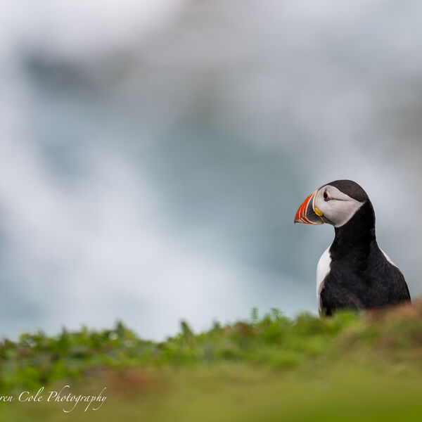 Puffin