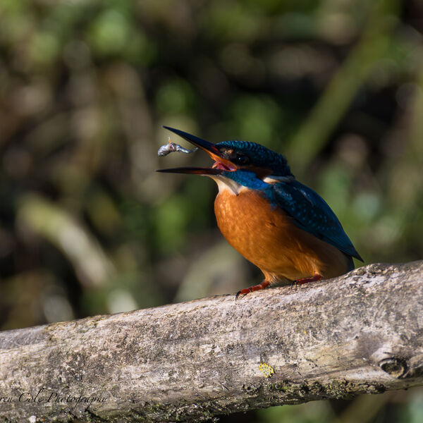 Kingfisher