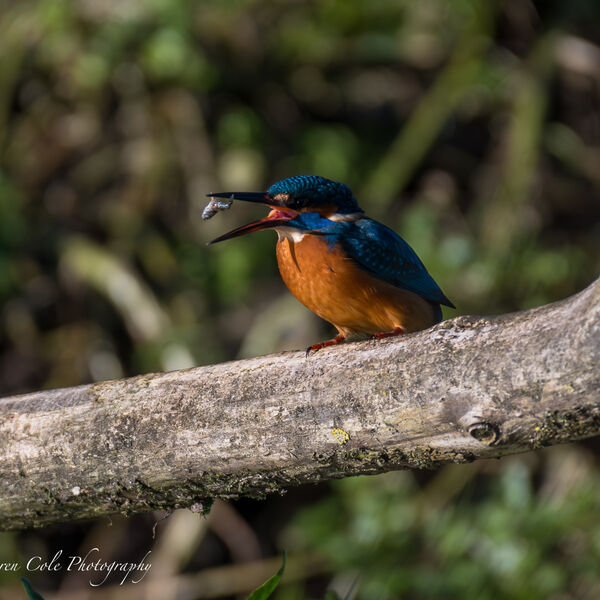 Kingfisher - I can juggle sticklebacks !