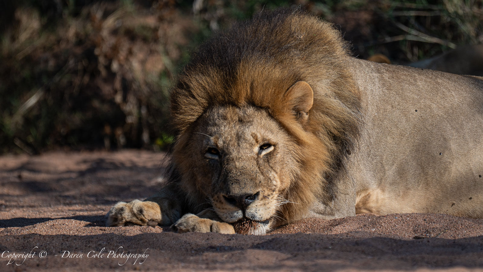 Male Lion