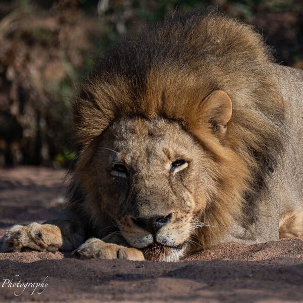 Male Lion