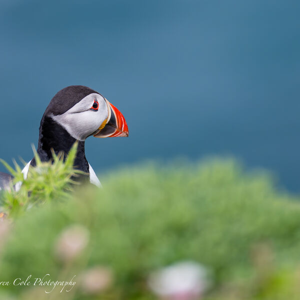 Puffin and Blue