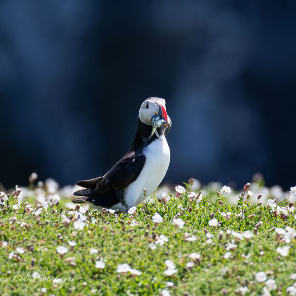 Puffin with Fish in Flowers