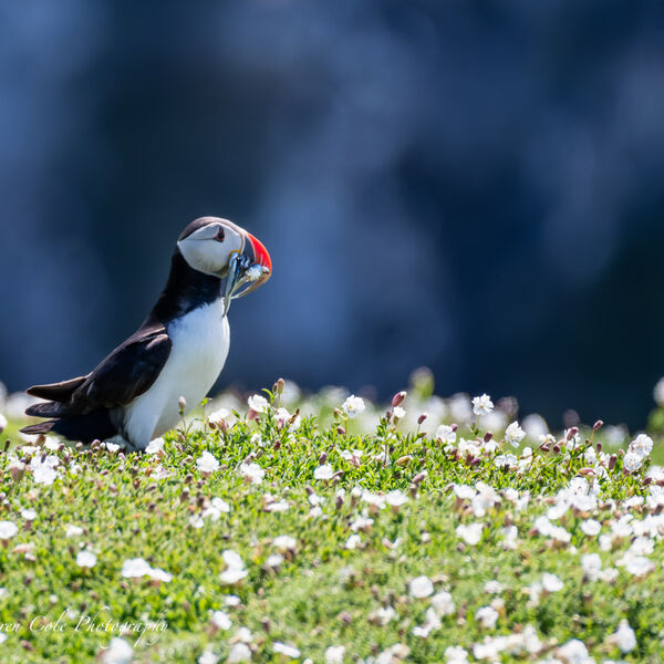Puffin with Fish in Flowers