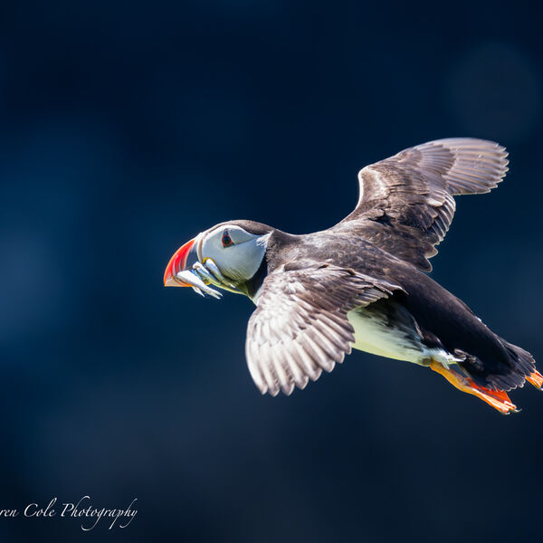 Puffin In Flight