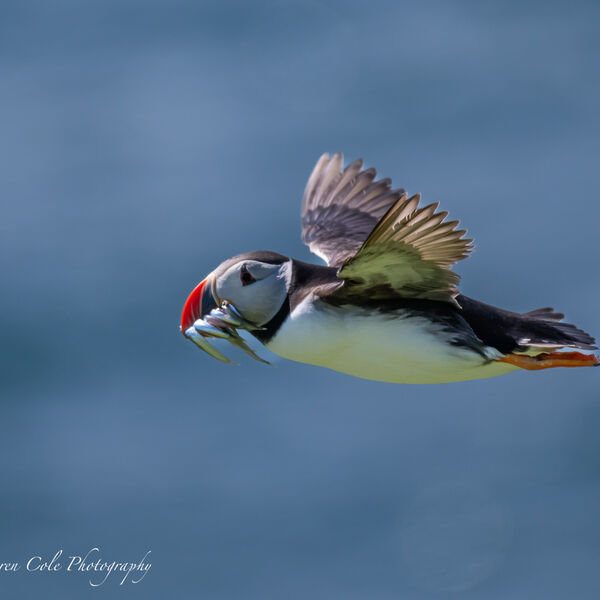 Puffin In Flight with Fish