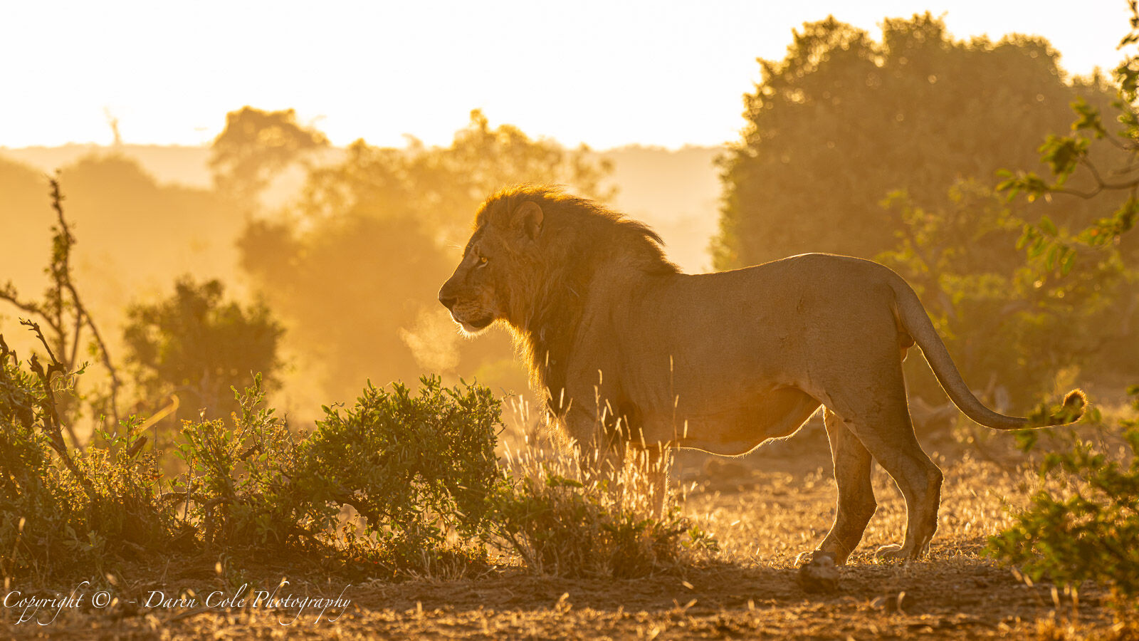 Lion in the African morning light