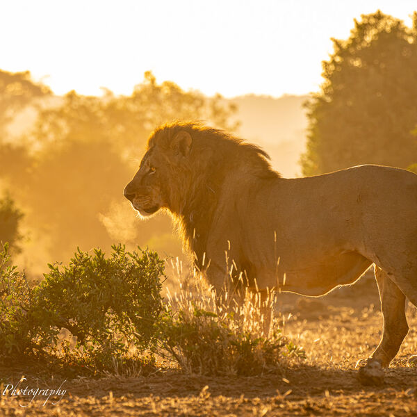 Lion in the African morning light