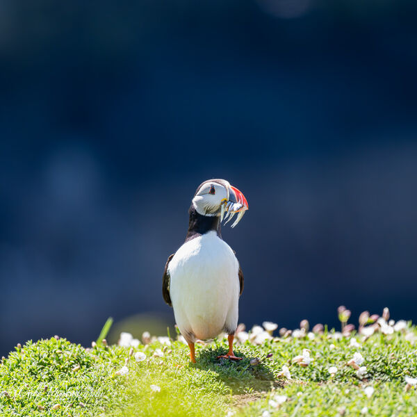 Puffin with Fish
