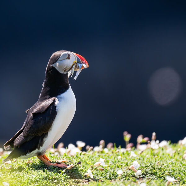 Puffin with Fish