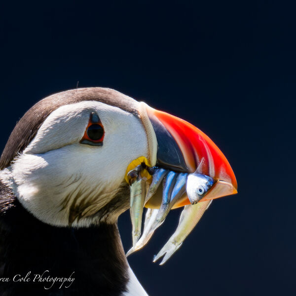 Close Up Puffin Beak Fish
