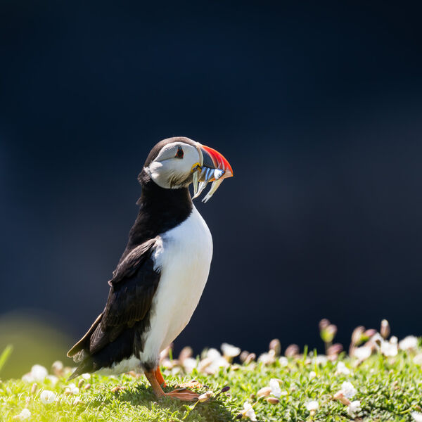 Puffin with Fish