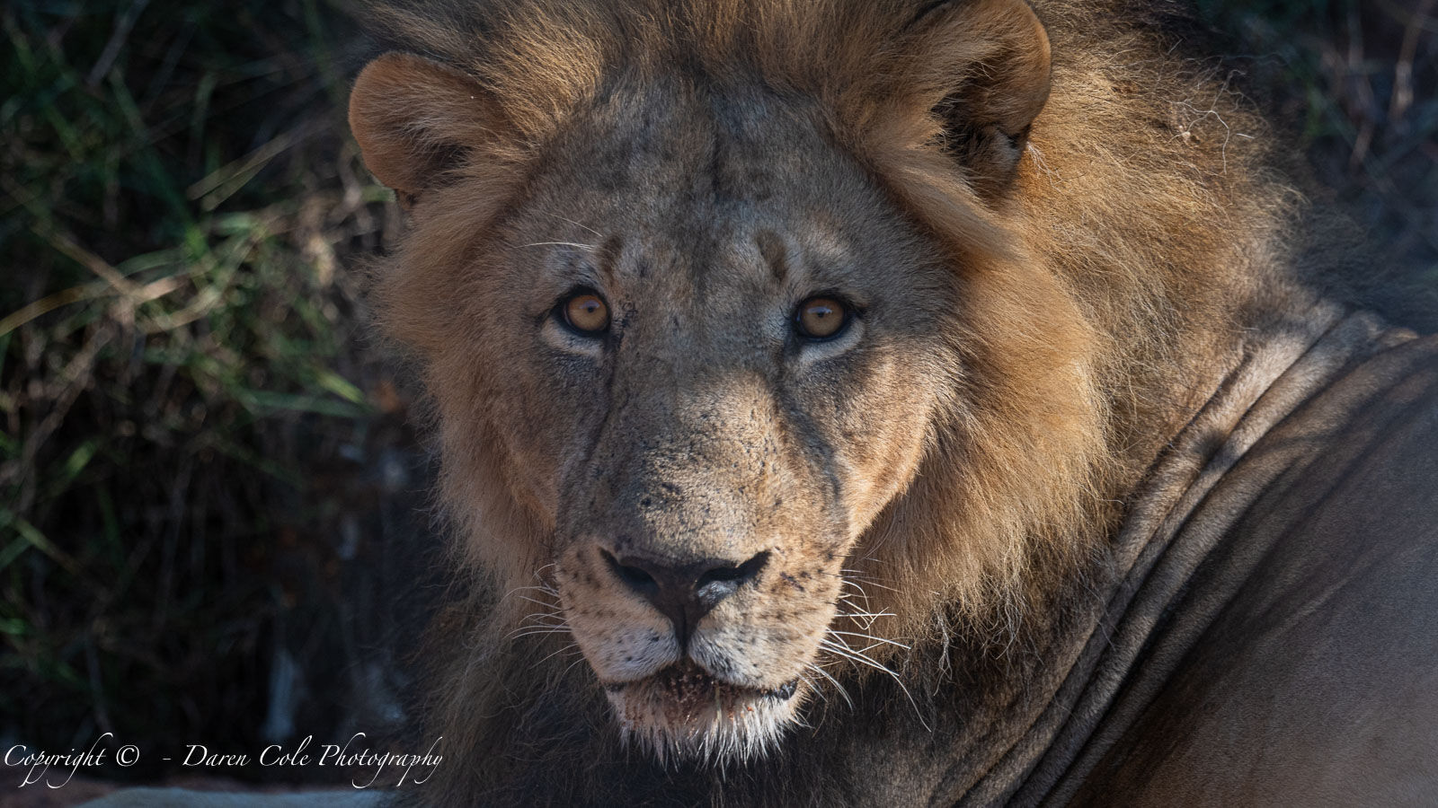 Male Lion
